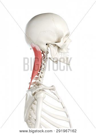 3d rendered medically accurate illustration of a womans Splenius Capitis