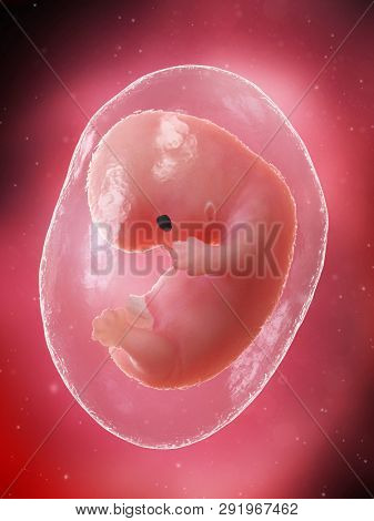 3d rendered medically accurate illustration of a fetus - week 8