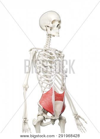 3d rendered medically accurate illustration of a womans Internal Oblique muscle
