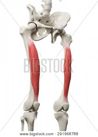 3d rendered medically accurate illustration of a womans Vastus Intermedius