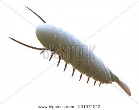 3d rendered illustration of a Sidneyia