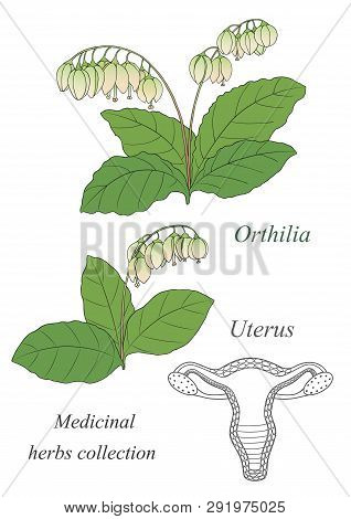 Medicinal Herbs Collection.vector Hand Drawn Illustration Of A Plant Orthilia And Uterus