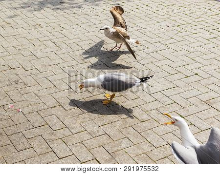 One Seagull Got Some Food From Peolple. Two More Seagulls Flew To It And Want Food Too. Tree Seagull