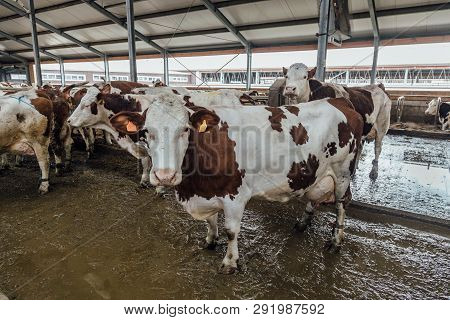 Cows Of Monbeliards Breeding In Free Livestock Stall