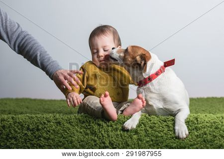 Kid with jack russel terrier puppy on green carpet. Dog and small boy friends