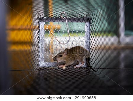 Full Body Of Rat Traped In Mousetrap