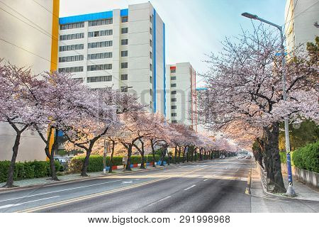 Cherry Blossoms Blooming In Namcheondong , Suyeonggu, Busan, South Korea, Asia