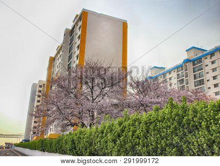 Cherry Blossoms Blooming In Namcheondong , Suyeonggu, Busan, South Korea, Asia