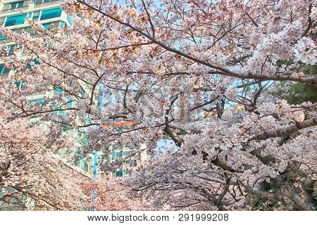 Cherry Blossoms Blooming In Namcheondong , Suyeonggu, Busan, South Korea, Asia