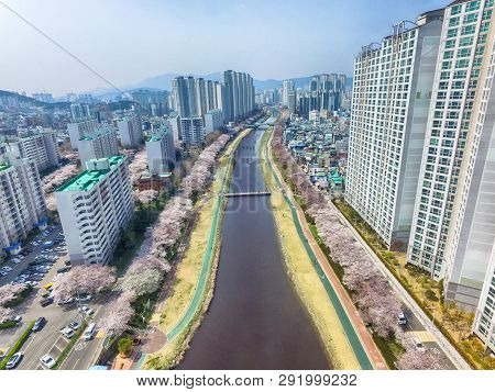 Cherry Blossoms Blooming In Oncheoncheon Citizens Park , Busan, South Korea, Asia
