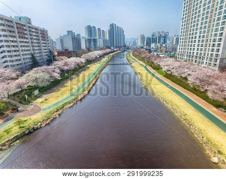 Cherry Blossoms Blooming In Oncheoncheon Citizens Park , Busan, South Korea, Asia