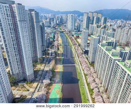 Cherry Blossoms Blooming In Oncheoncheon Citizens Park , Busan, South Korea, Asia
