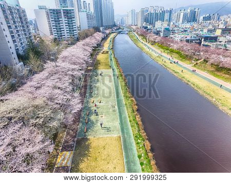 Cherry Blossoms Blooming In Oncheoncheon Citizens Park , Busan, South Korea, Asia