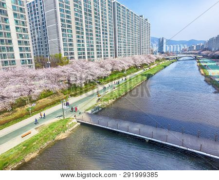 Cherry Blossoms Blooming In Oncheoncheon Citizens Park , Busan, South Korea, Asia