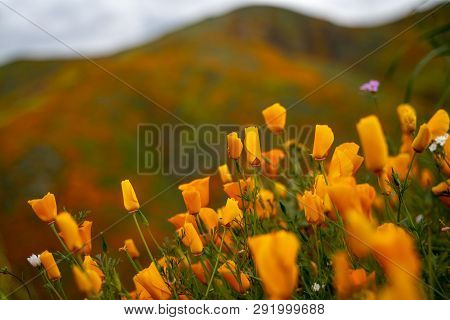 Selective Focus On Closed Poppies On An Overcast Day. Poppies Need Sunlight To Open. Taken During Th