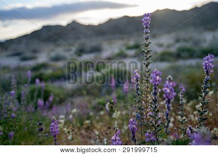 Desert Lupine (lupinus Sparsiflorus) In Full Bloom In Joshua Tree National Park In California During