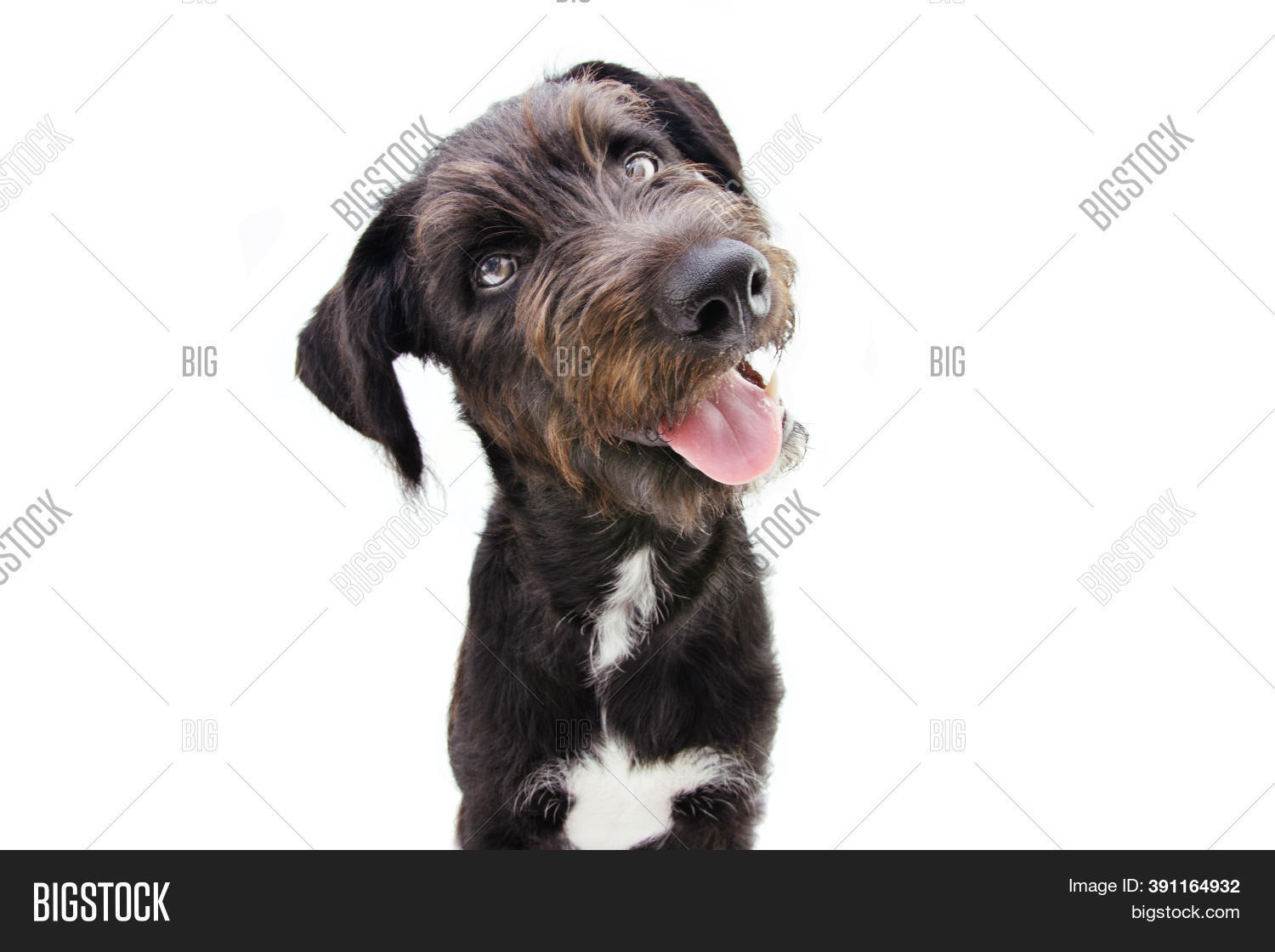 Cute Puppy Dog Tilting Image & Photo (Free Trial) | Bigstock