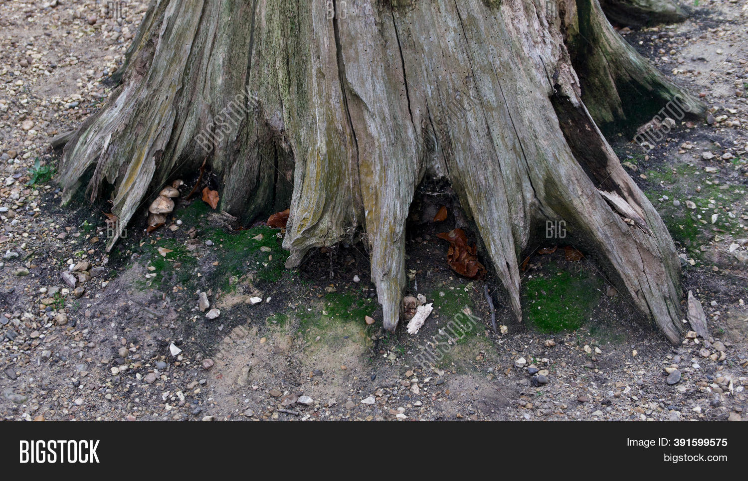 Broad Base Tree Trunk Base Old Tree Trunk Image & Photo (Free Trial) | Bigstock