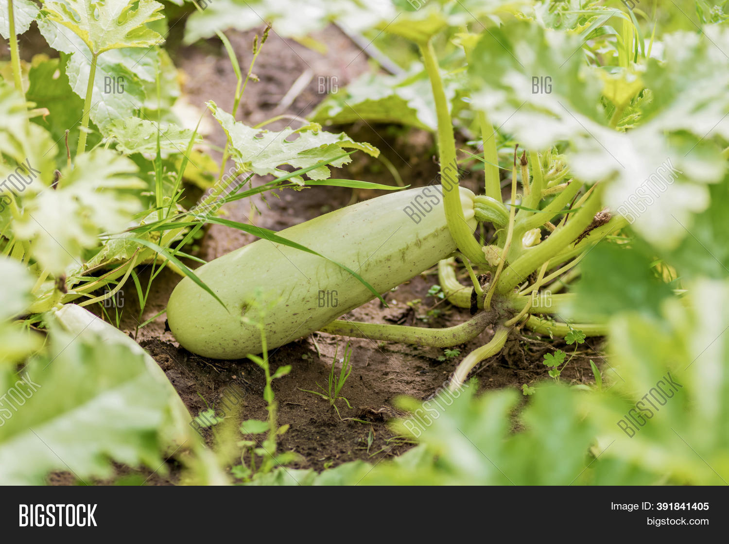 Light Green Zucchini Image & Photo (Free Trial) Bigstock