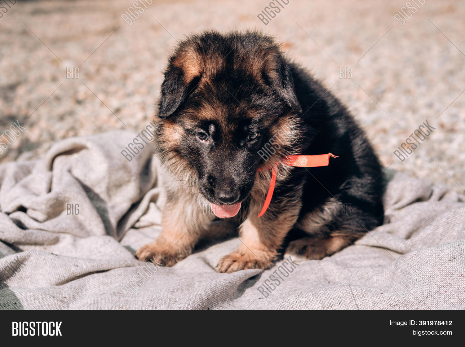 Shepherd On Blanket Image & Photo (Free Trial) Bigstock