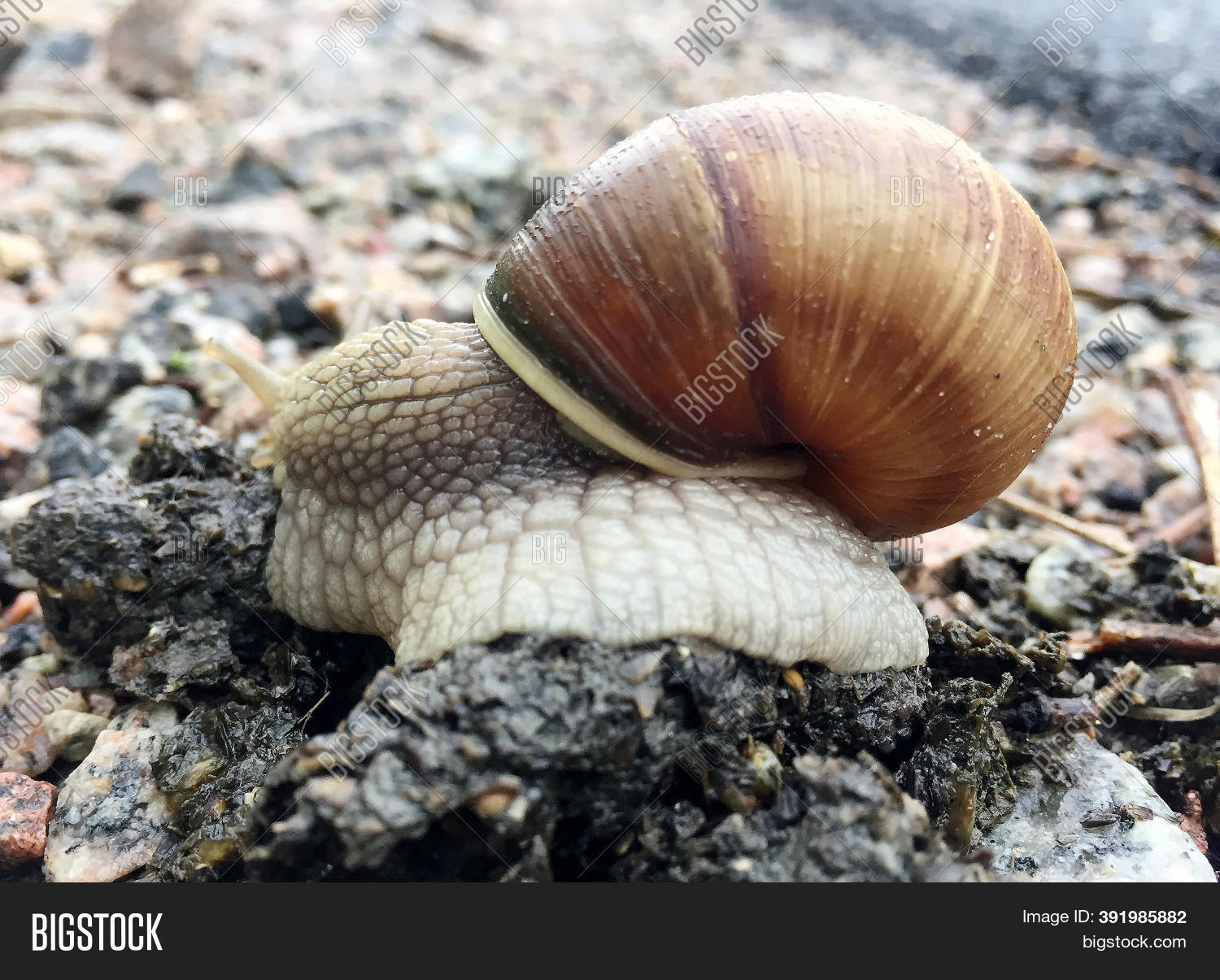 Small Garden Snail Image & Photo (Free Trial) Bigstock