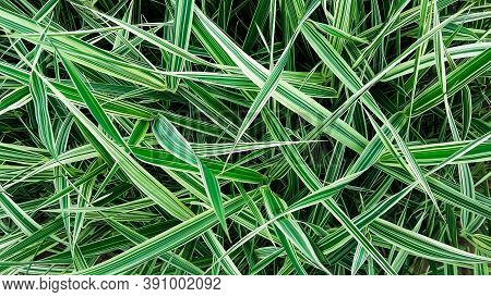 Beautiful Sharp Long Green Grass Background Top View