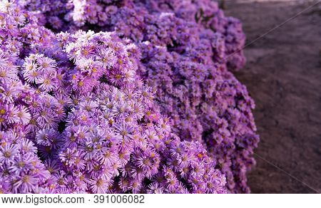 Selective Focus Of Autumn Purple Flowers Symphyotrichum Novi-belgii As A Border, New York Aster