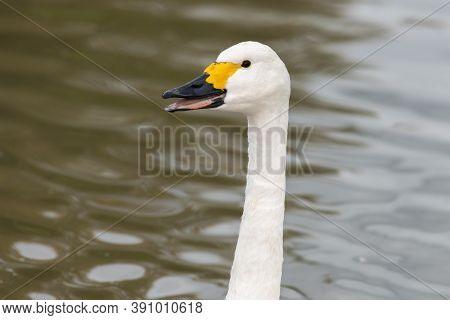 Bewicks Swan (cygnus Columbianus)