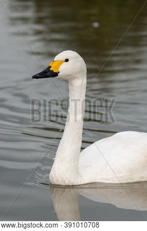 Bewicks Swan (cygnus Columbianus)