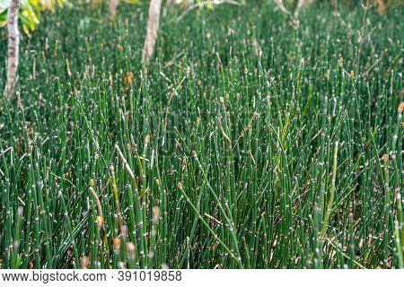 Close-up Green Equisetum Hyemale During The Springtime