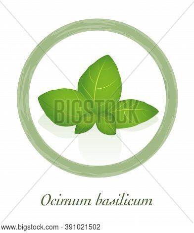 Basil - Ocimum Basilicum - Culinary Herb Logo - Isolated Vector Illustration On White Background.