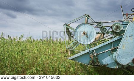 Hemp Harvesting With Combine On Cannabis Field.