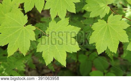 Vine Maple (acer Circinatum) Leaves In Ross Lake National Recreation Area, Washington