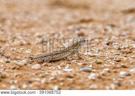 Close Up Of Steppe-runner Or Eremias Arguta