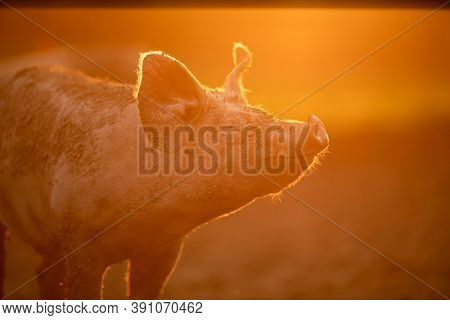 Pigs eating on a meadow in an organic meat farm - telephoto lens shot with good compression, tack sharp