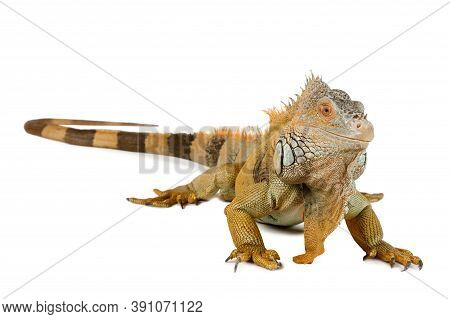 Big Iguana In The Studio Isolated On A White Background