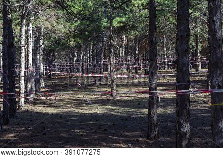 Pine Wood And Red Warning Tape. Warning Tape Is Stretched Around The Trees. Prohibition Of Visiting 