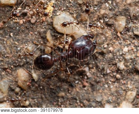 Macro Photography Of Soldier Big Headed Ant With Group Of Worker Ants