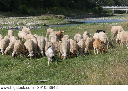 Flock Of Sheep Grazing Grass In A Streambed In Springtime.