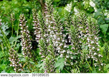Many Small White Flowers Of Acanthus Mollis Plant, Commonly Known As Bear's Breeches, Sea Dock, Bear