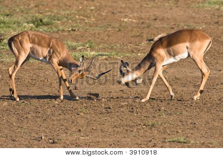 Impala Rams Fighting