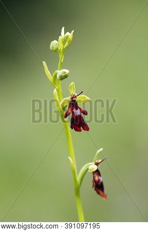 Ophrys Insectifera, The Fly Orchid With Green Background With Green Background.