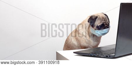 Pug Dog In Medical Mask Works As A Doctor At A Laptop. Concept Of A Doctor Dog. Place For Text. Copy