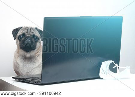 Pug Dog Works As A Doctor At A Laptop. Concept Of A Doctor Dog