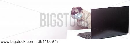 Pug Dog In Medical Mask Works As A Doctor At A Laptop. Concept Of A Doctor Dog. Place For Text. Copy