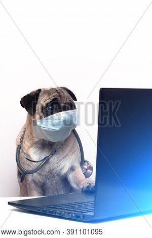 Pug Dog In Medical Mask And With Stethoscope Works As A Doctor At A Laptop. Concept Of A Doctor Dog.