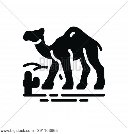 Black Solid Icon For Camel-in-desert Camel Desert Mammal Dune Landscape Natural Journey Sand Cactus