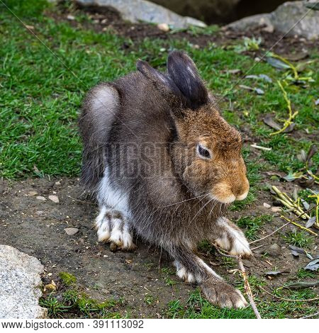Mountain Hare, Lepus Timidus, Also Known As The White Hare With Brown Hair In Summer