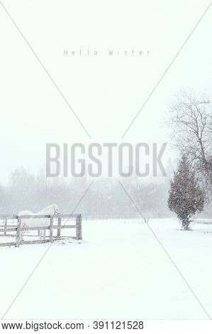 Thoroughbred White Horse On Snow Farm Side View. Winter Countryside Landscape Background With Copysp