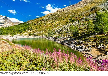 Grunsee Lake With Flowers Near Zermatt In Swiss Alps